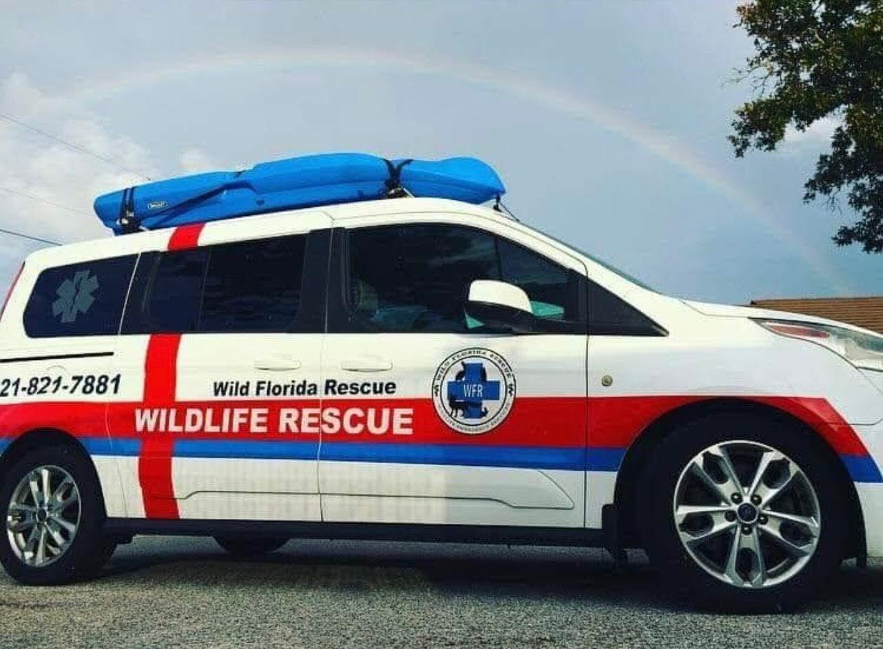 Wild Florida Rescue – Wildlife Emergency Services of Brevard